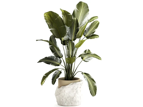 Banana palm white stone pot Strelitzia bush decor 3D Model