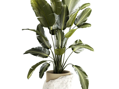 Banana palm white stone pot Strelitzia bush decor 3D Model