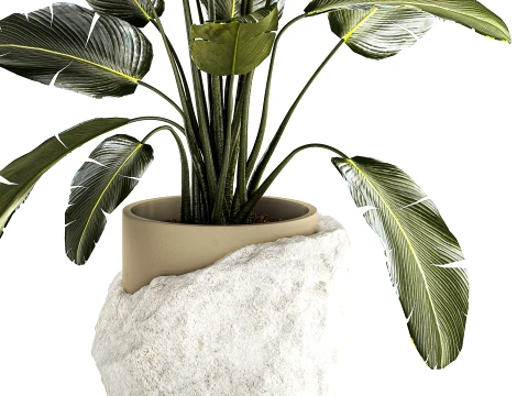 Banana palm white stone pot Strelitzia bush decor 3D Model