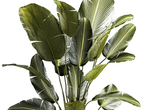 Banana palm white stone pot Strelitzia bush decor 3D Model