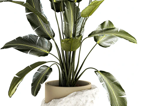 Banana palm white stone pot Strelitzia bush decor 3D Model