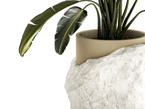 Banana palm white stone pot Strelitzia bush decor 3D Model