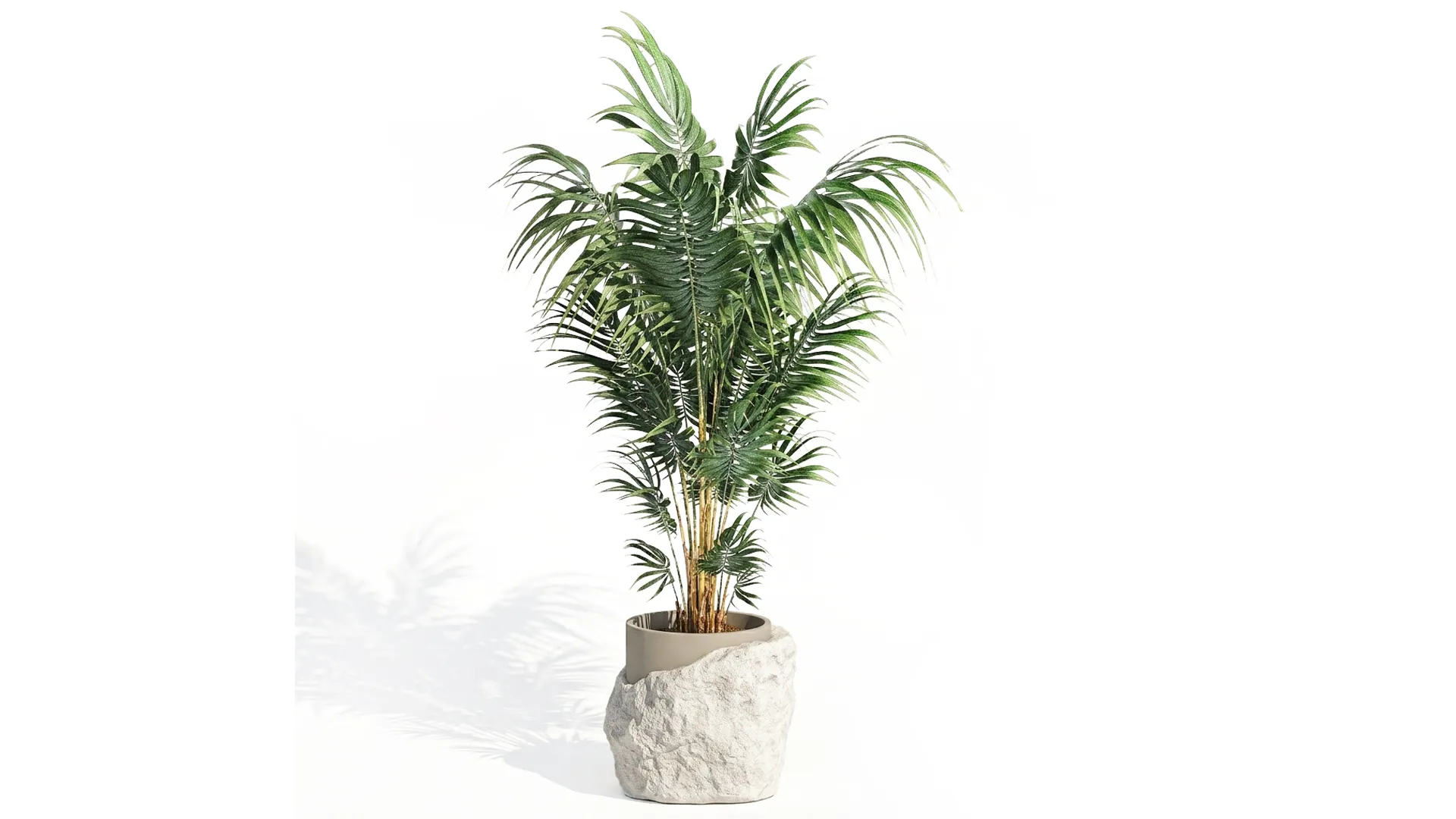 Small indoor Howea palm white modern stone pot decor 3D Model .c4d .max .obj .3ds .fbx .stl .blend 