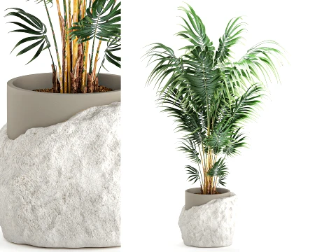 Small indoor Howea palm white modern stone pot decor 3D Model