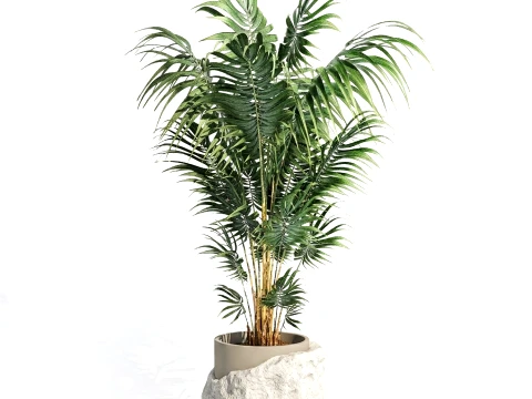 Small indoor Howea palm white modern stone pot decor 3D Model