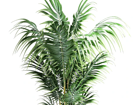 Small indoor Howea palm white modern stone pot decor 3D Model