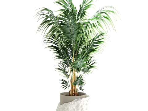 Small indoor Howea palm white modern stone pot decor 3D Model