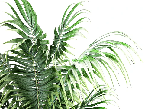 Small indoor Howea palm white modern stone pot decor 3D Model