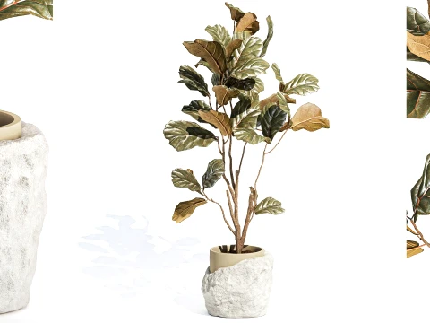 Small indoor Ficus tree white modern stone pot top decor 3D Model