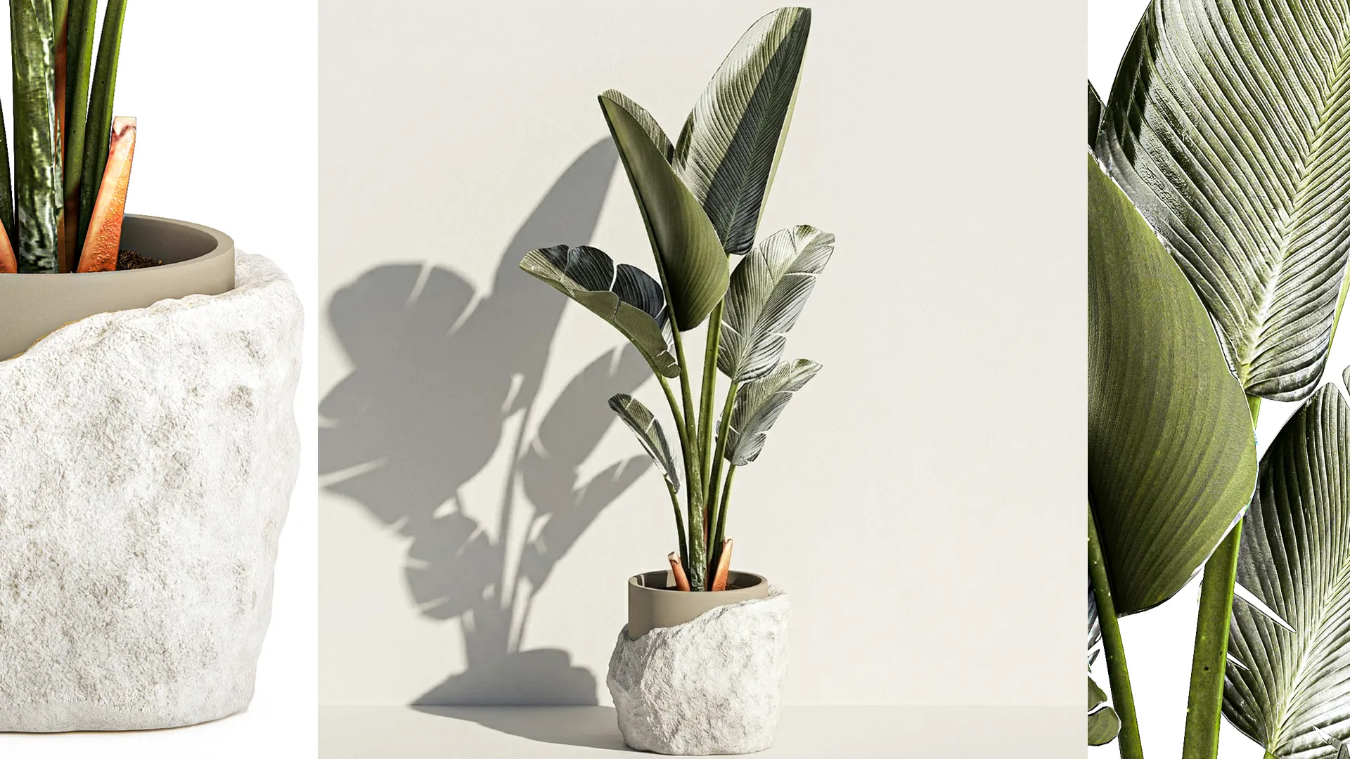 Small banana palm modern stone pot Strelitzia top decor 3D Model .c4d .max .obj .3ds .fbx .stl .blend