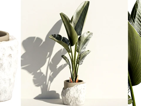 Kleine bananenpalm moderne stenen pot Strelitzia topdecor 3D Model