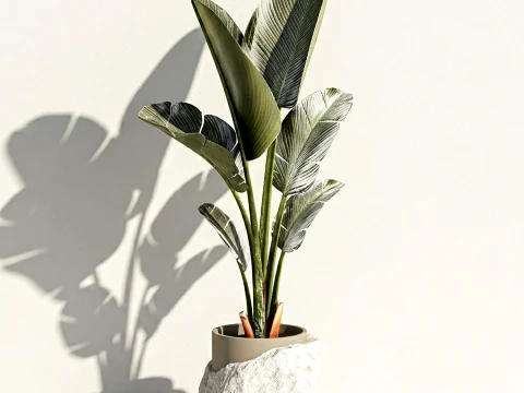 Small banana palm modern stone pot Strelitzia top decor 3D Model