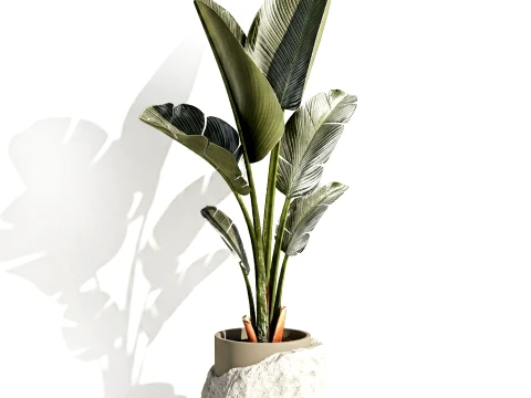 Small banana palm modern stone pot Strelitzia top decor 3D Model