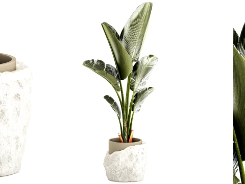 Small banana palm modern stone pot Strelitzia top decor 3D Model