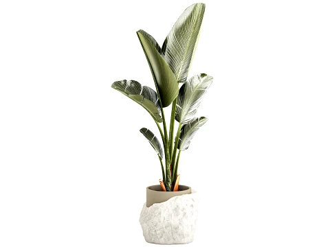 Small banana palm modern stone pot Strelitzia top decor 3D Model