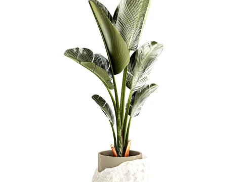 Small banana palm modern stone pot Strelitzia top decor 3D Model