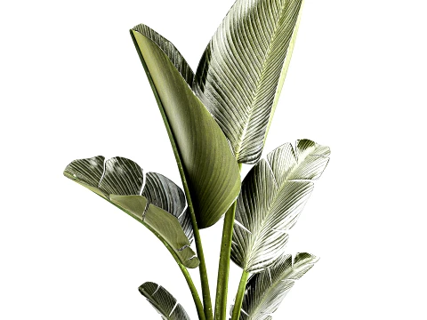 Small banana palm modern stone pot Strelitzia top decor 3D Model