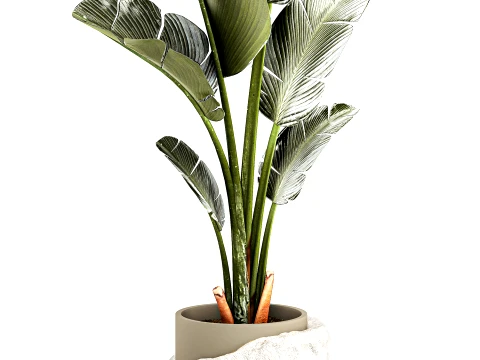 Small banana palm modern stone pot Strelitzia top decor 3D Model