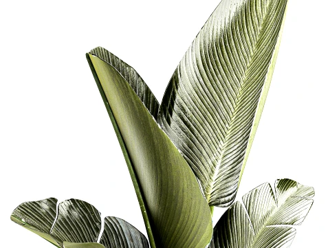 Small banana palm modern stone pot Strelitzia top decor 3D Model
