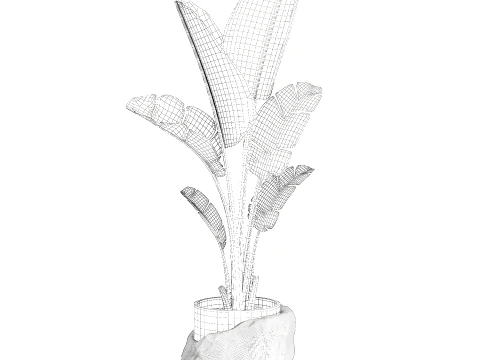 Small banana palm modern stone pot Strelitzia top decor 3D Model