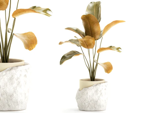 Small palm tree white stone pot Calathea Strelitzia top new 3D Model