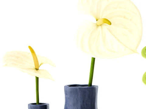 Minimalist Bouquet of White Flowers Anthurium Vase 3D Model