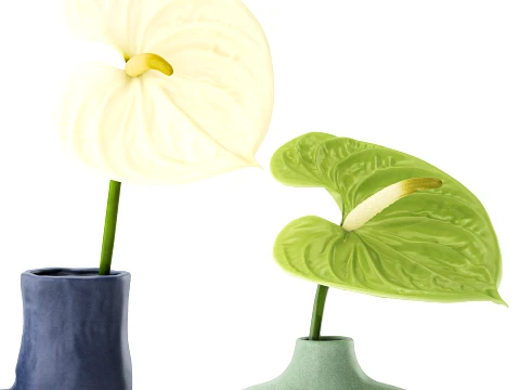 Minimalist Bouquet of White Flowers Anthurium Vase 3D Model