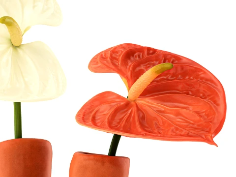 Minimalist Bouquet of White Flowers Anthurium Vase decor 3D Model