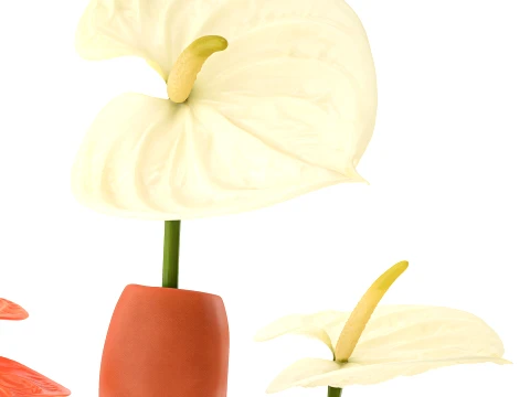 Minimalist Bouquet of White Flowers Anthurium Vase decor 3D Model