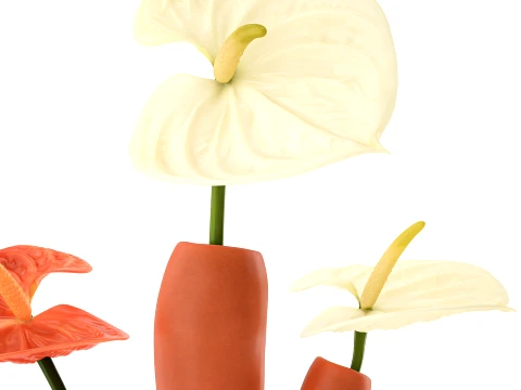 Minimalist Bouquet of White Flowers Anthurium Vase decor 3D Model