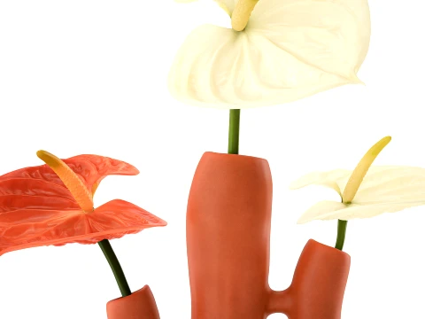 Minimalist Bouquet of White Flowers Anthurium Vase decor 3D Model