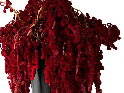 Bouquet of red burgundy drooping Amaranth flowers decor 3D Model
