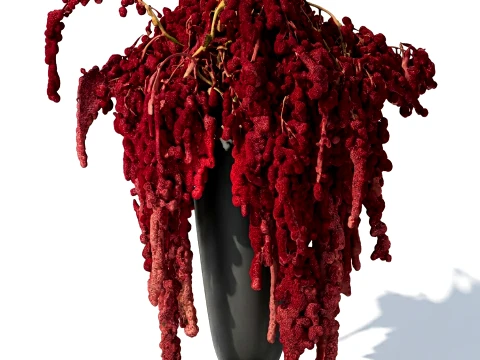 Bouquet of red burgundy drooping Amaranth flowers decor 3D Model