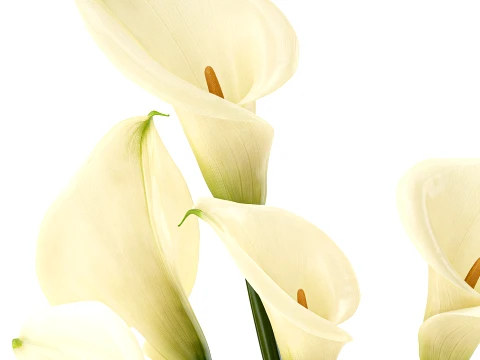 Bouquet White Flowers Calla Vase Zara Home decor 3D Model