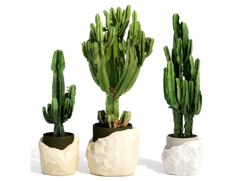Cacti white stone pots Cereus Euphorbia cactus set plants decor 3D Model