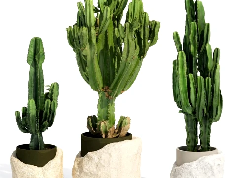 Cacti white stone pots Cereus Euphorbia cactus set plants decor 3D Model