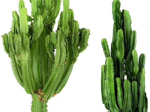 Cacti white stone pots Cereus Euphorbia cactus set plants decor 3D Model