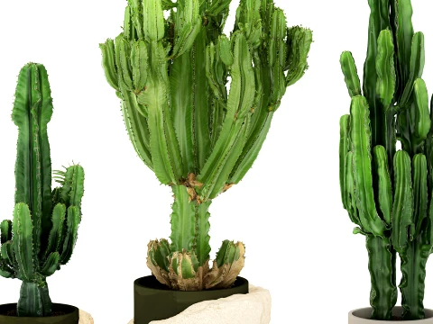 Cacti white stone pots Cereus Euphorbia cactus set plants decor 3D Model