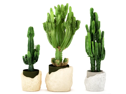 Cacti white stone pots Cereus Euphorbia cactus set plants decor 3D Model