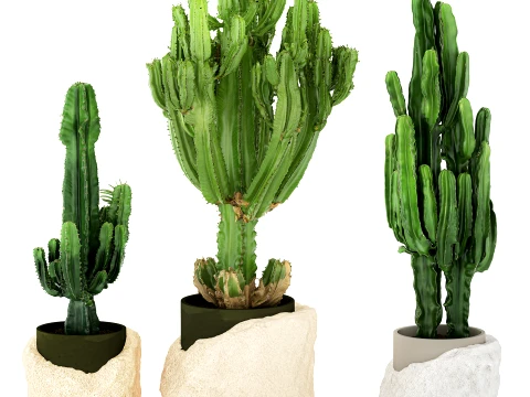 Cacti white stone pots Cereus Euphorbia cactus set plants decor 3D Model
