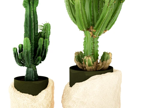 Cacti white stone pots Cereus Euphorbia cactus set plants decor 3D Model