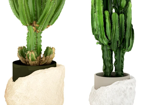 Cacti white stone pots Cereus Euphorbia cactus set plants decor 3D Model