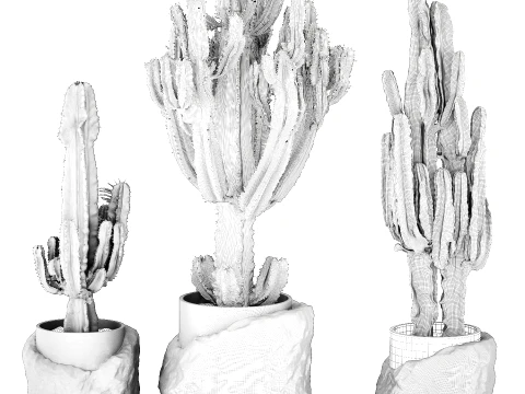 Cacti white stone pots Cereus Euphorbia cactus set plants decor 3D Model