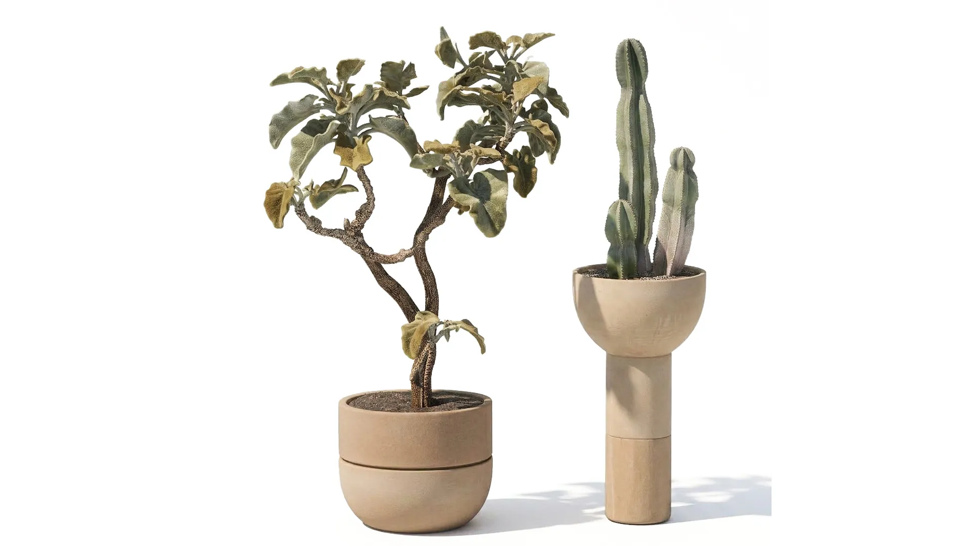 Set Plans Flowerpots Kalanchoe Cereus Cactus Bush 3D Model .c4d .max .obj .3ds .fbx .stl .blend 