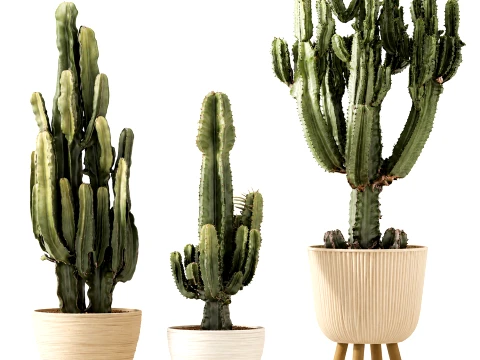 Cacti Pots Cereus Cactus Opuntia Prickly pear set Euphorbia top 3D Model