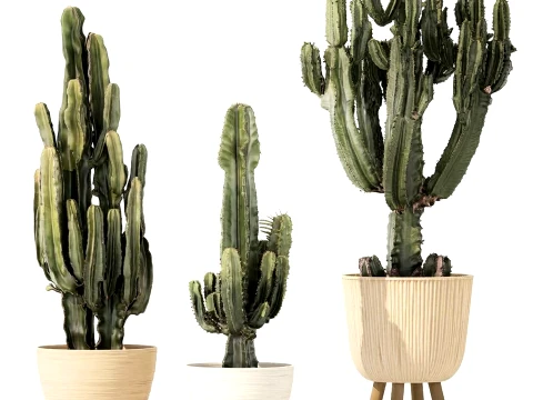 Cacti Pots Cereus Cactus Opuntia Prickly pear set Euphorbia top 3D Model
