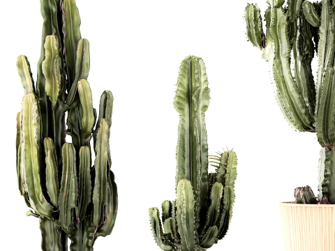 Cacti Pots Cereus Cactus Opuntia Prickly pear set Euphorbia top 3D Model