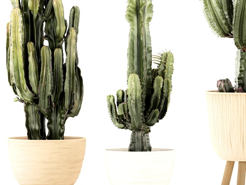 Cacti Pots Cereus Cactus Opuntia Prickly pear set Euphorbia top 3D Model