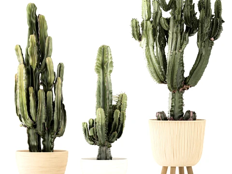 Cacti Pots Cereus Cactus Opuntia Prickly pear set Euphorbia top 3D Model