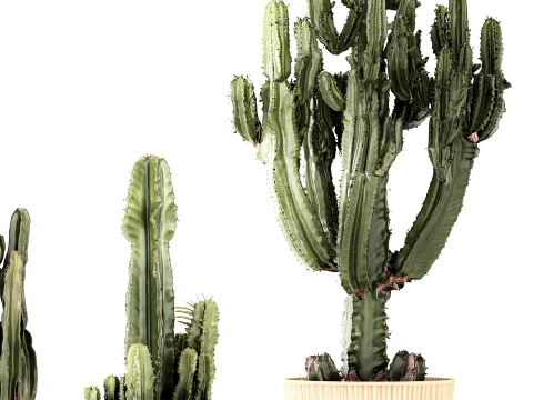 Cacti Pots Cereus Cactus Opuntia Prickly pear set Euphorbia top 3D Model